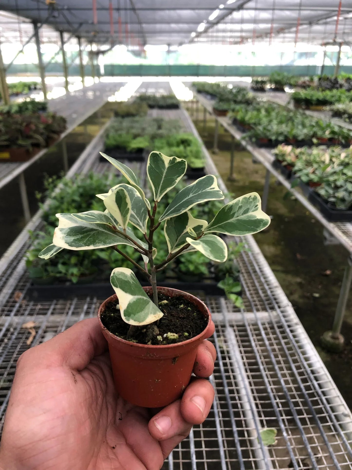 Ficus Elastica 'Triangularis' Variegated - Foliage Fiesta: Vibrant Evergreen Houseplant