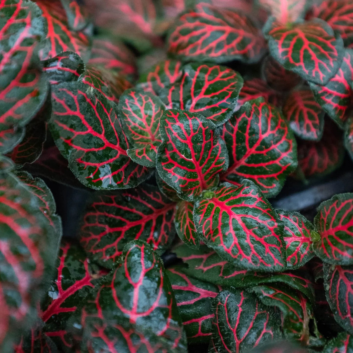 Fittonia 'Red' - Drama Queen: Vibrant Nerve Plant with Stunning Red Veins