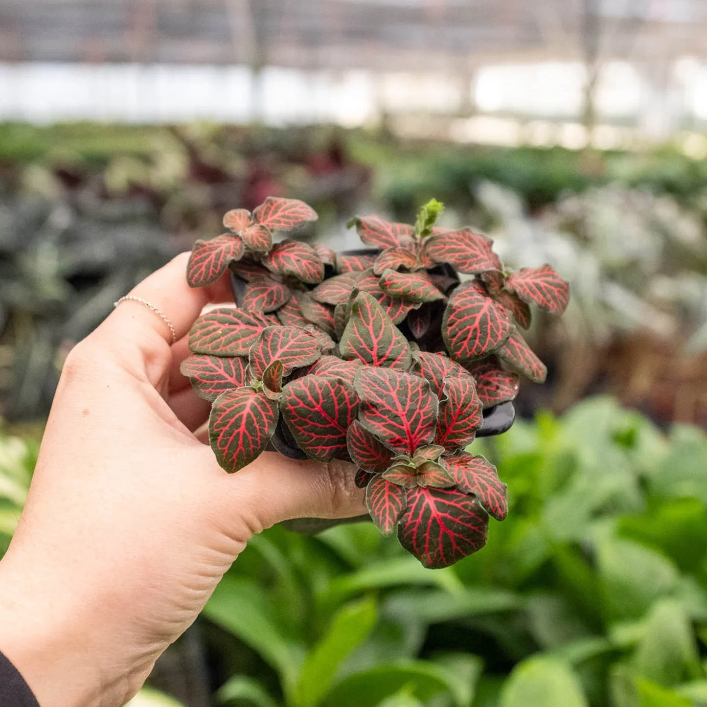 Fittonia 'Red' - Drama Queen: Vibrant Nerve Plant with Stunning Red Veins