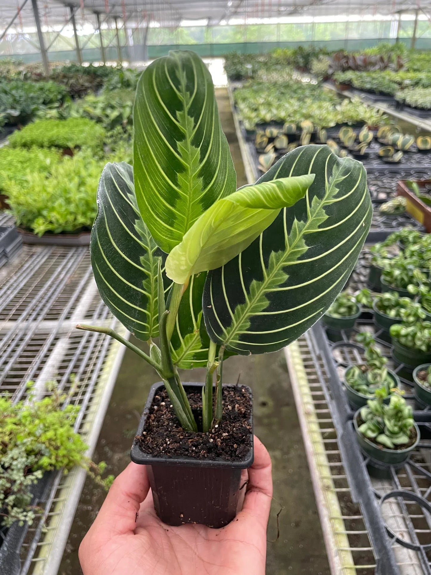 Lemon Lime Delight Maranta 'Lemon Lime' - Lime Time Charm: Vibrant Prayer Plant for Indoor Greenery, Easy Care with Striking Patterns