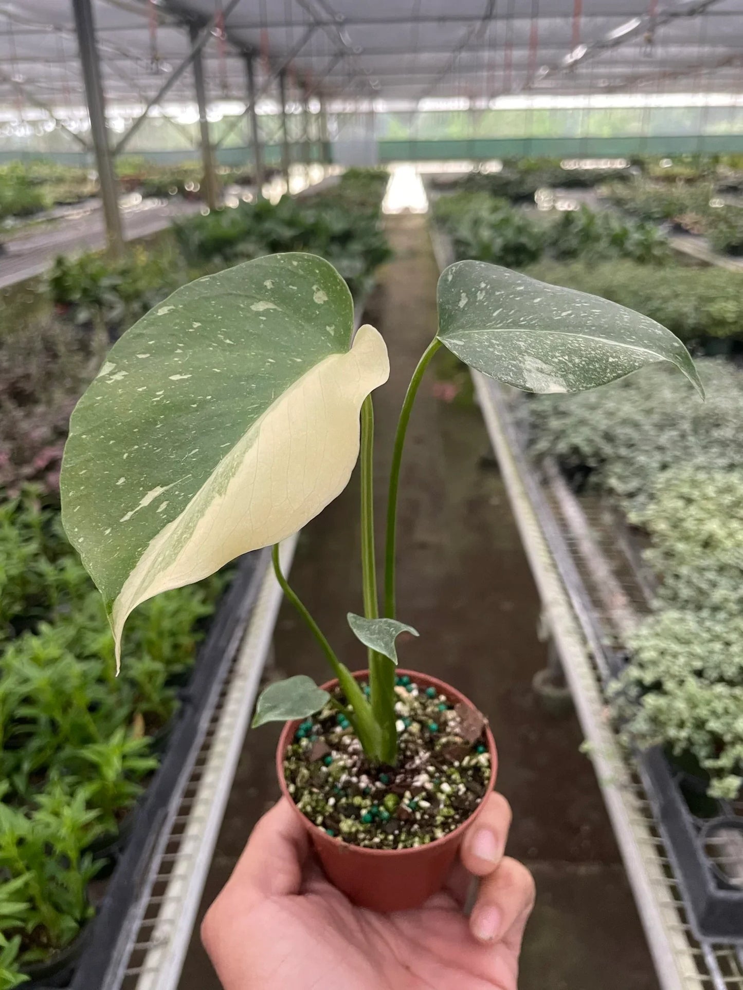 Monstera 'Thai Constellation' - Starry Night Delight: Rare Variegated Houseplant