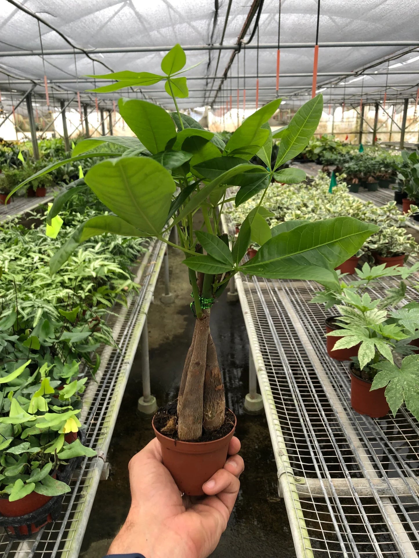 Money Tree 'Guiana Chestnut' Pachira Braid – Fortune Twister: Low Maintenance Indoor Plant for Positive Vibes