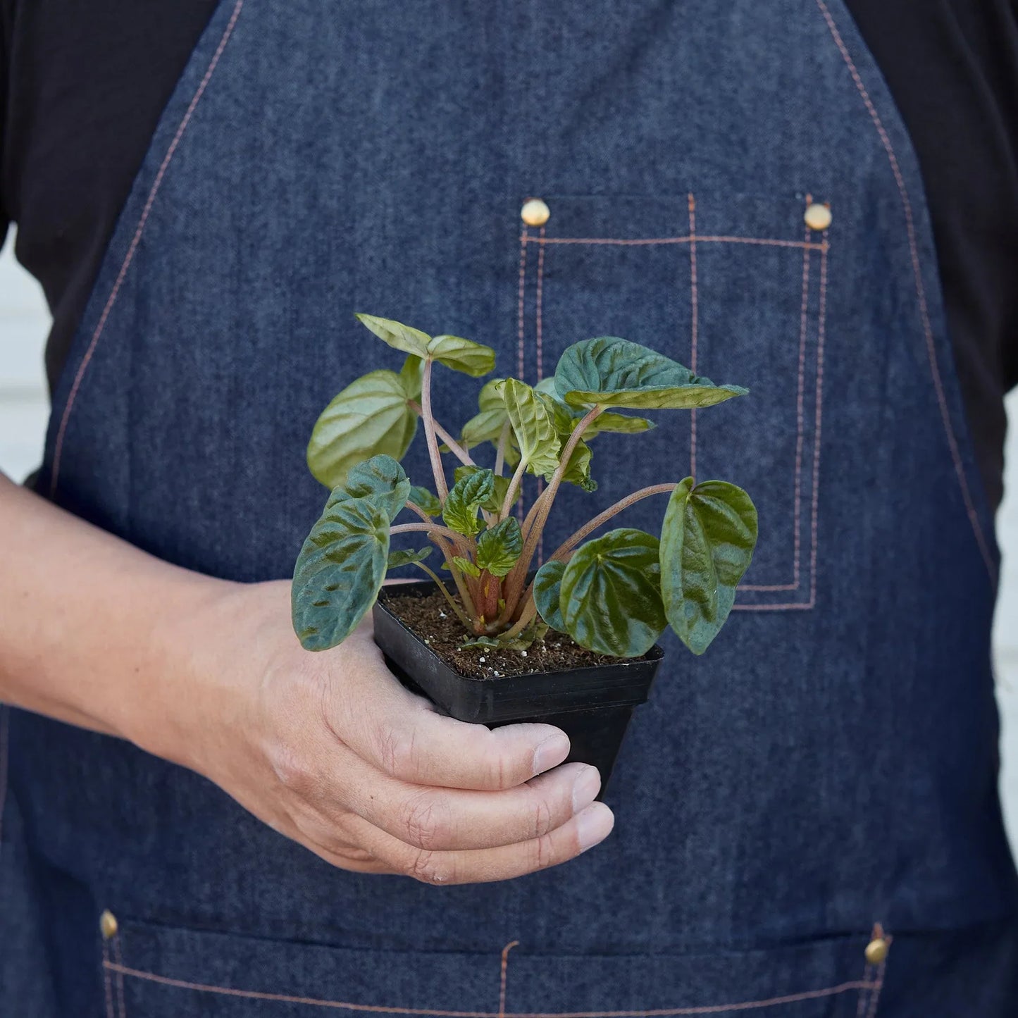 Peperomia 'Ripple' - Wave Hello: Bushy Indoor Plant with Heart-Shaped, Furrowed Leaves