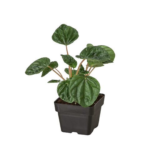 Peperomia 'Ripple' - Wave Hello: Bushy Indoor Plant with Heart-Shaped, Furrowed Leaves