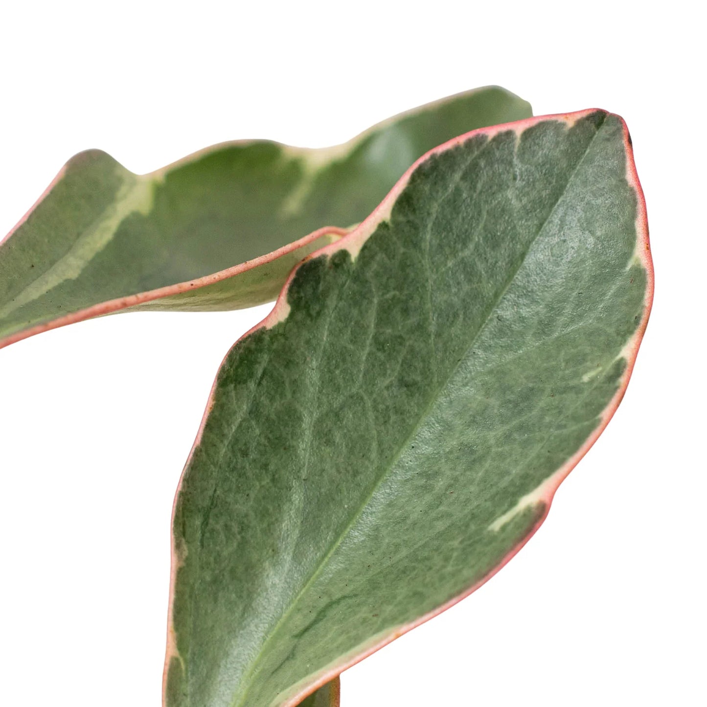 Peperomia 'Ginny' - Ginny in a Bottle: Low Maintenance Variegated Houseplant
