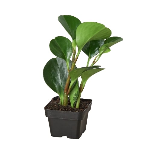 Peperomia Thailand - Leafy Little Buddy: Low Maintenance Radiator Plant