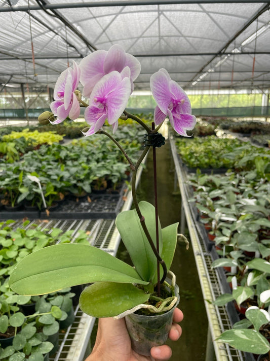 Orchid 'Light Pink Phalaenopsis' - Pretty in Pink: Elegant Blooming Houseplant