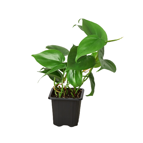 Philodendron Cordatum 'Heartleaf' - Hearty Party: Low Maintenance Indoor Plant