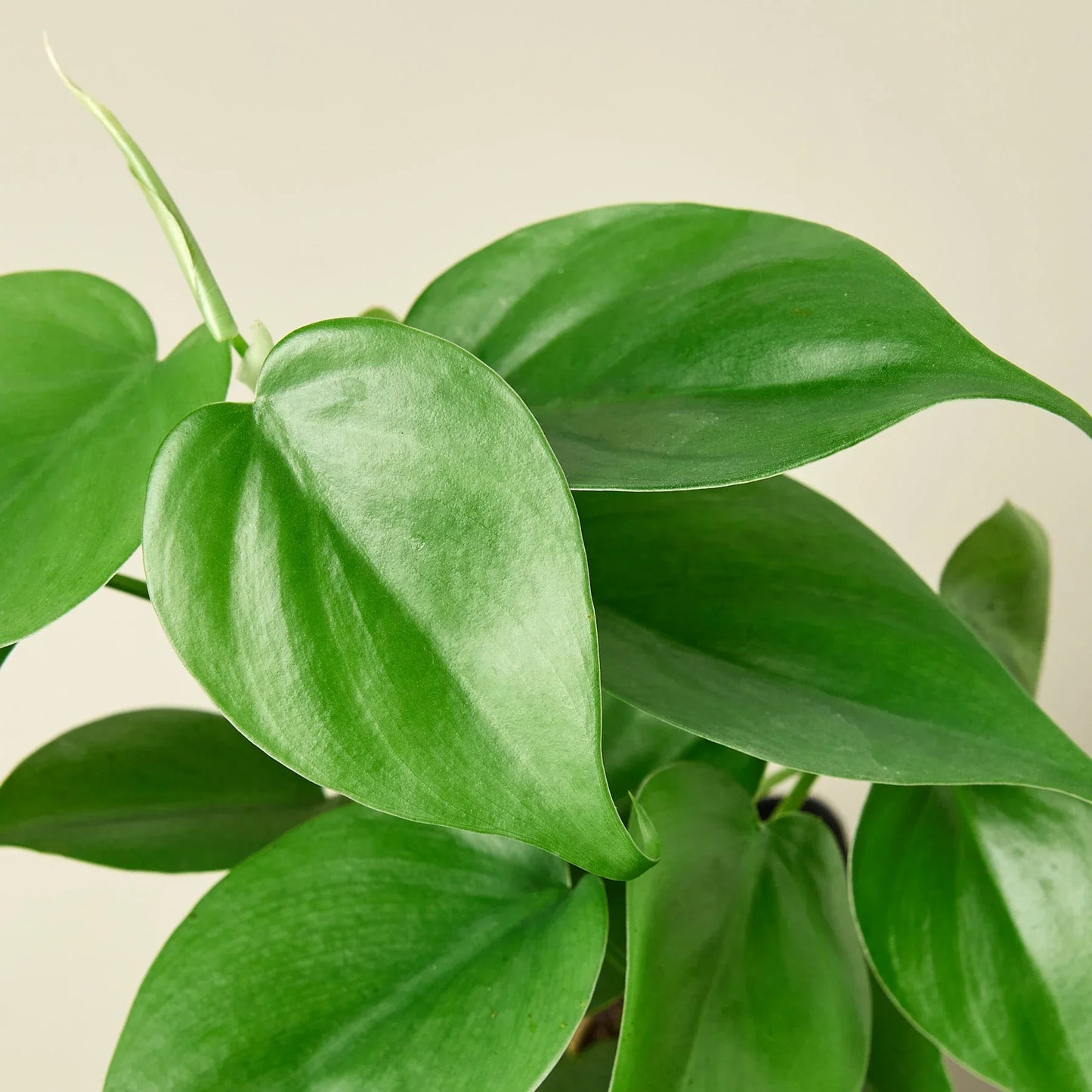 Philodendron Cordatum 'Heartleaf' - Hearty Party: Low Maintenance Indoor Plant