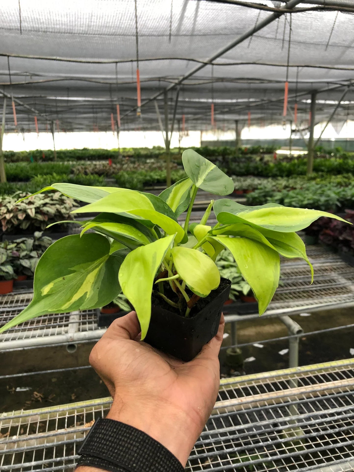 Philodendron 'Brasil' - Jungle Heartbeat: Vibrant Variegated Vine Plant