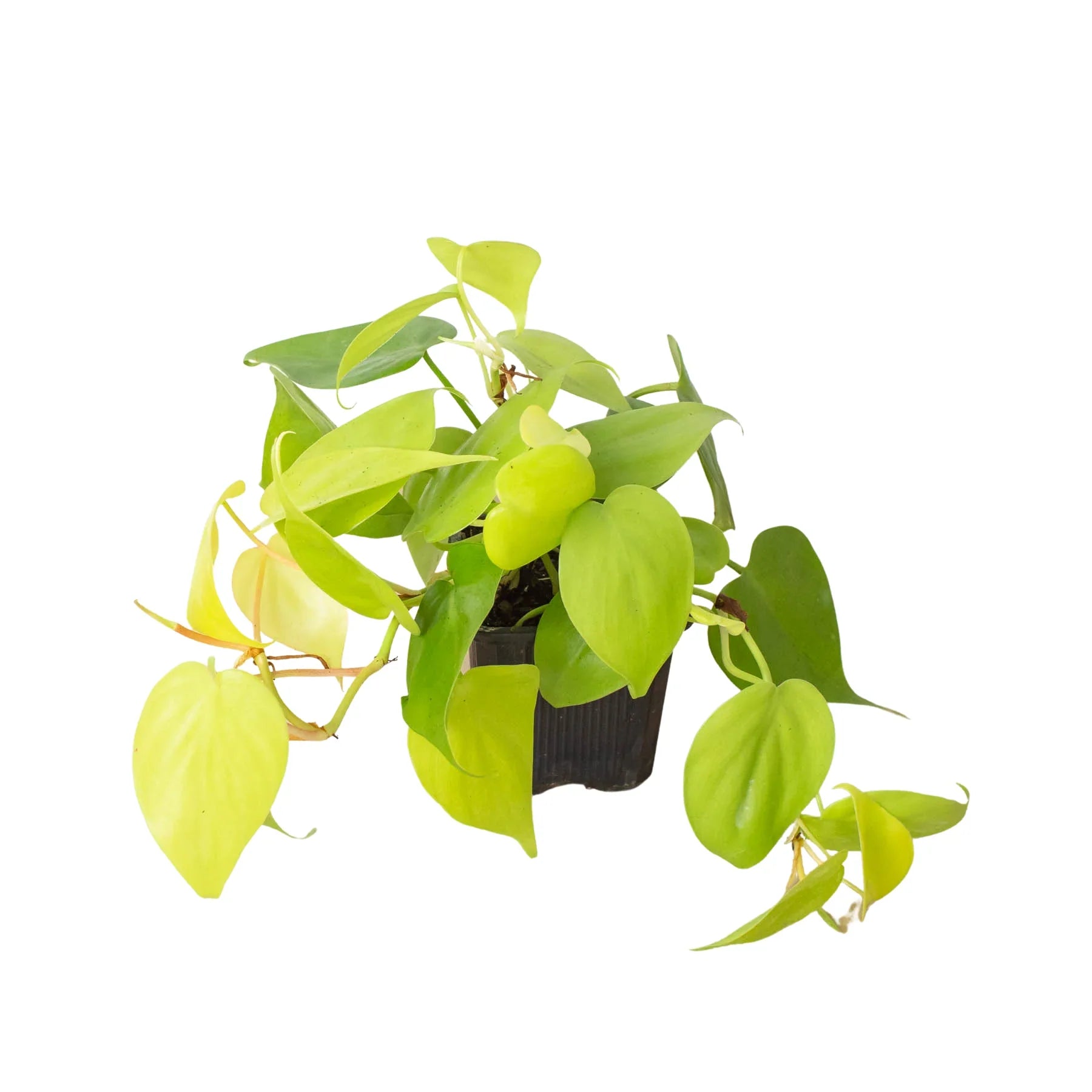 heart leaf philodendron neon Philodendron 'Neon' Heart-Shaped Leaves Easy-Care Houseplant – Design Plant