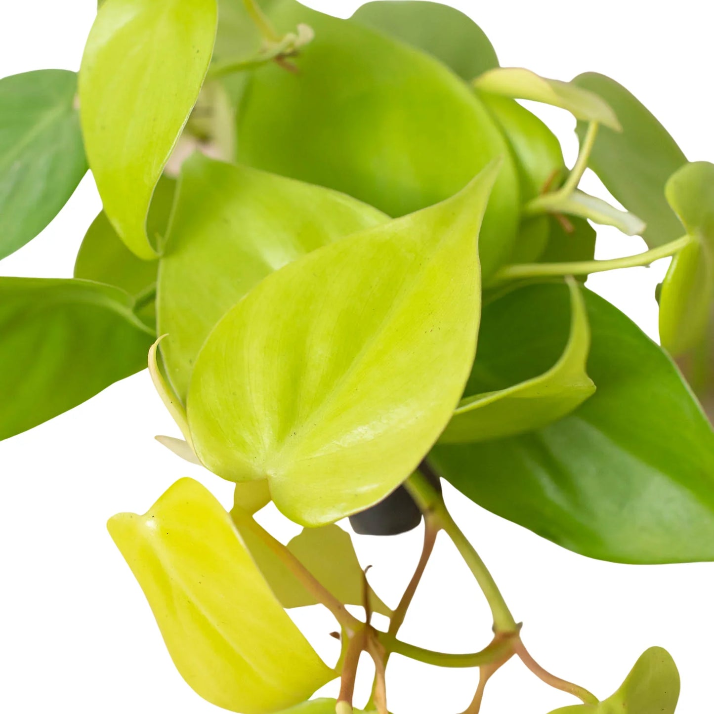 Philodendron 'Neon' - Glow Up!: Easy-Care Heart-Shaped Leaf Houseplant