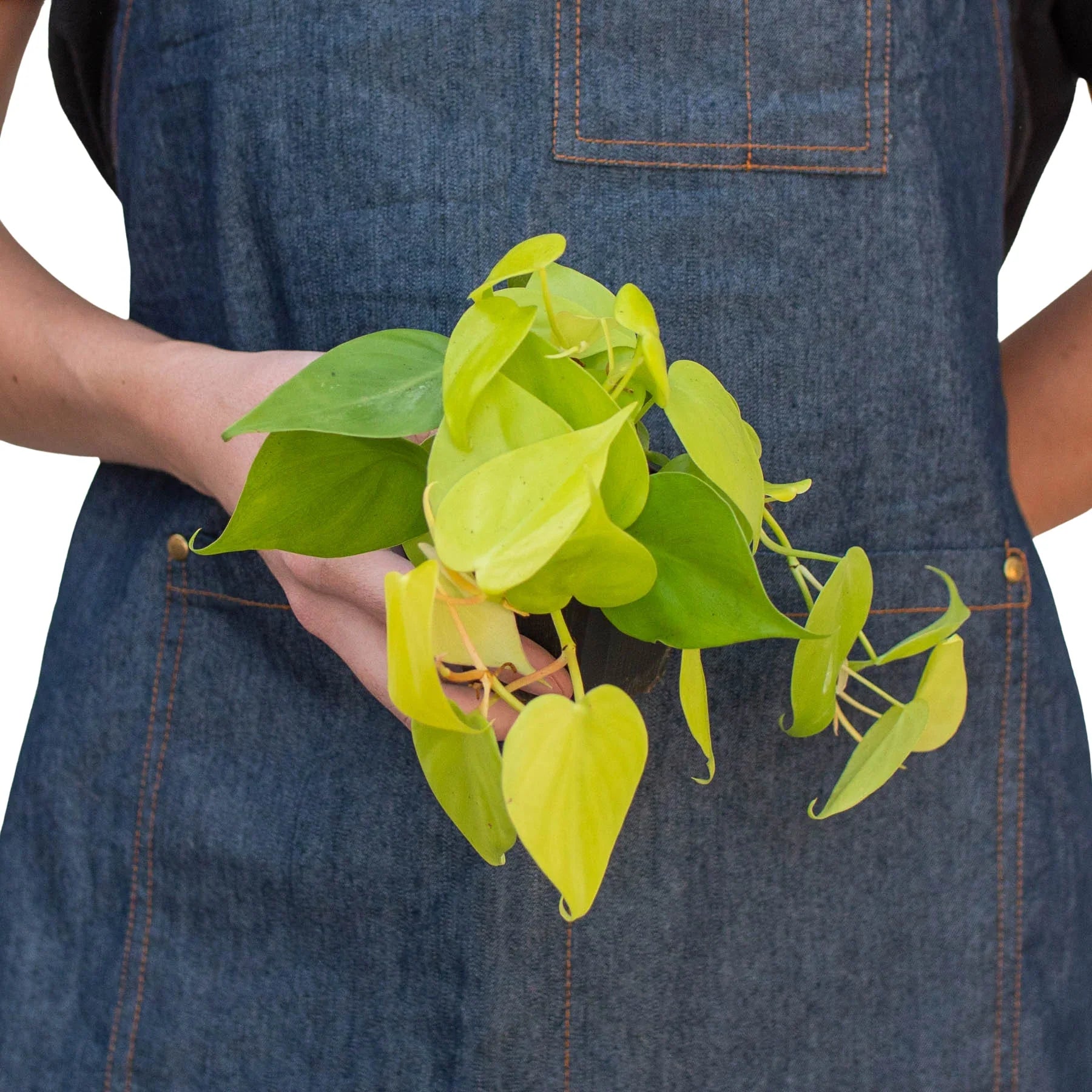 neon heart leaf philodendron Philodendron 'Neon' Heart-Shaped Leaves Easy-Care Houseplant – Design Plant
