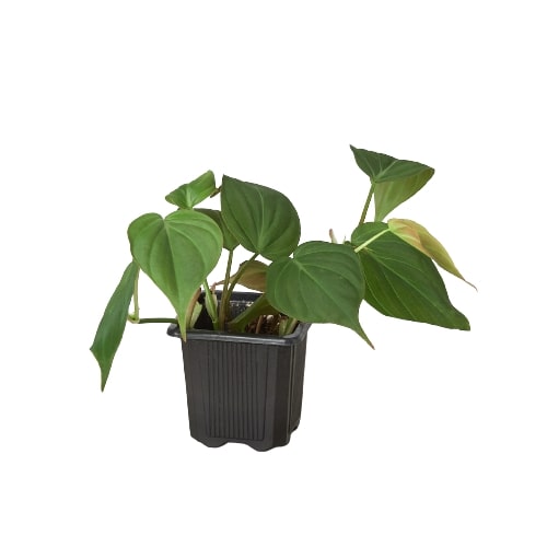 Philodendron 'Velvet' - Leafy Love Affair: Heart-Leaf Philodendron with Velvet-Textured Leaves