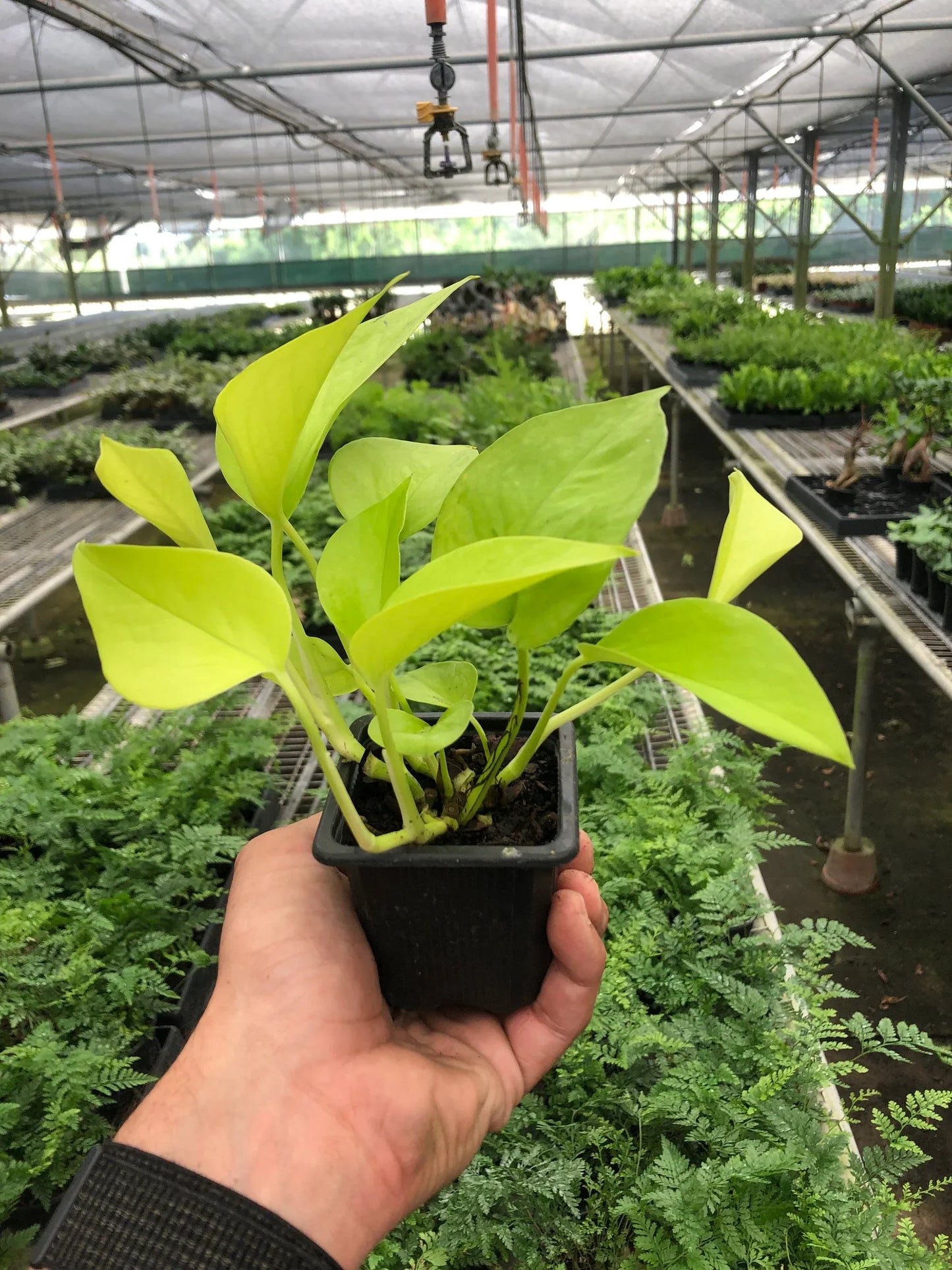 Pothos 'Neon' - Bright Delight: Stunning Neon-Green Foliage Houseplant