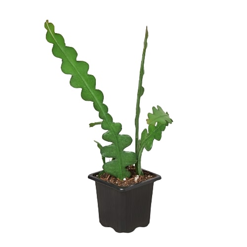 Epiphyllum 'Ric Rac' Cactus - Funky Fishbone Fiesta: Low-Maintenance, Hardy Houseplant