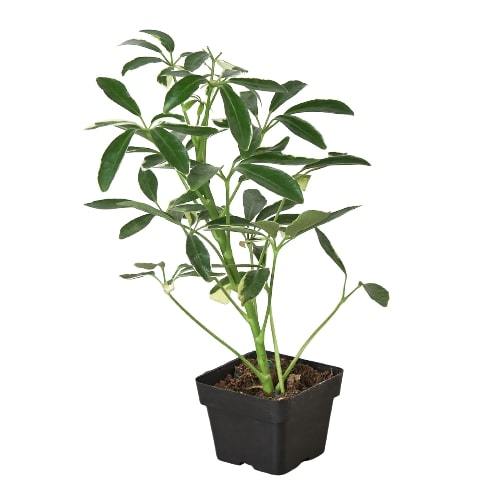 Schefflera Moonlight 'Umbrella Plant' - The Umbrella Academy: Variegated Evergreen Houseplant with Washed Out Yellow Leaves