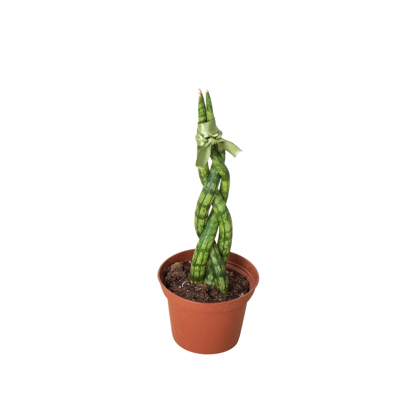 Twist 'n Shout: Braided Snake Plant - Twisted Tropics: Low-Maintenance Air-Purifying Houseplant