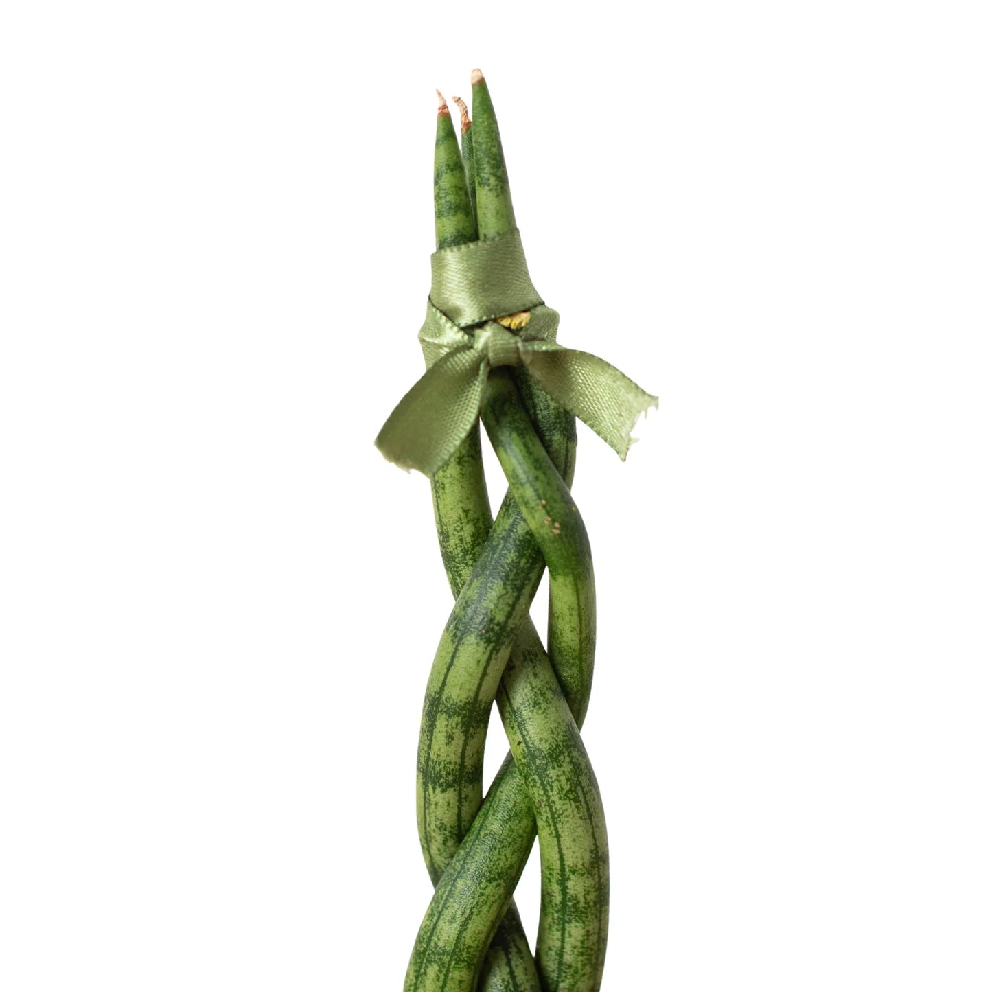 Twist 'n Shout: Braided Snake Plant - Twisted Tropics: Low-Maintenance Air-Purifying Houseplant