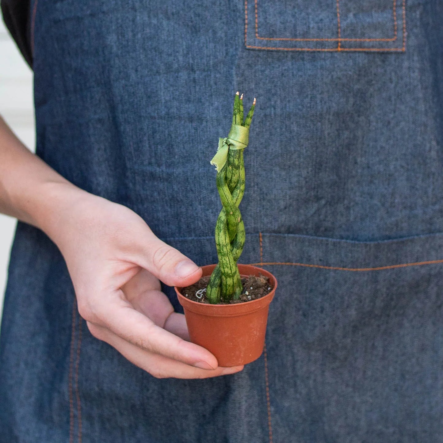 Twist 'n Shout: Braided Snake Plant - Twisted Tropics: Low-Maintenance Air-Purifying Houseplant