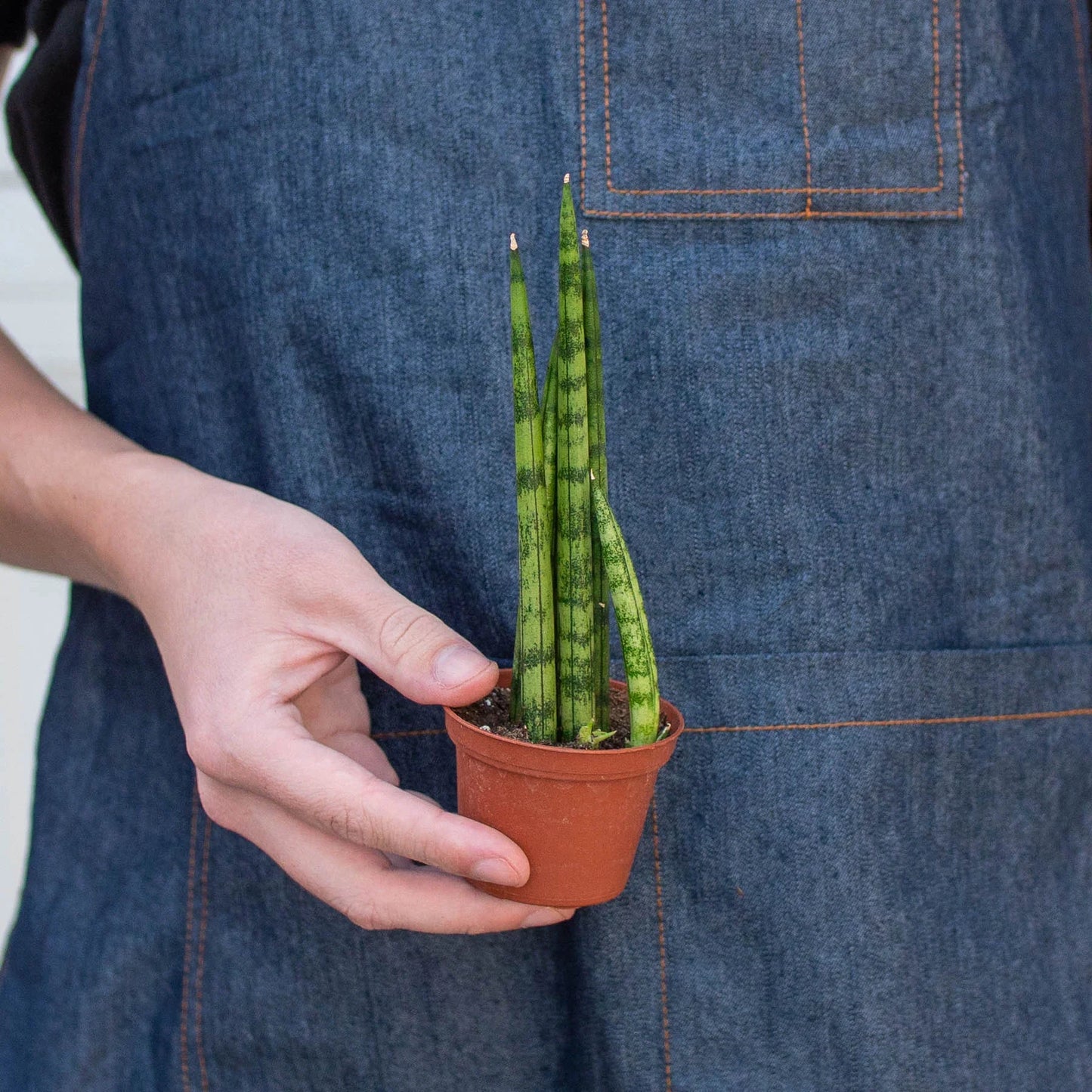 Snake Plant Cylindrica - Spirals of Serenity: Air-Purifying Drought-Tolerant Houseplant