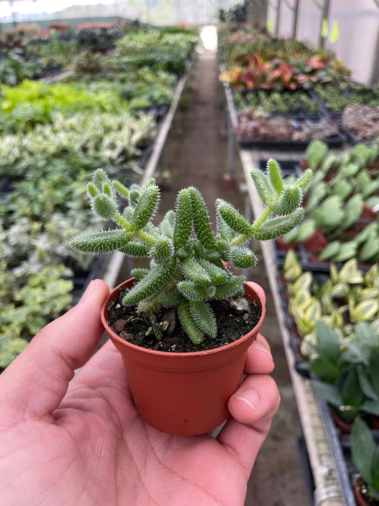 Delosperma echinatum 'Pickle Plant' - Prickly Pickle Perfection: Unique Succulent with Soft, Bristly Hairs