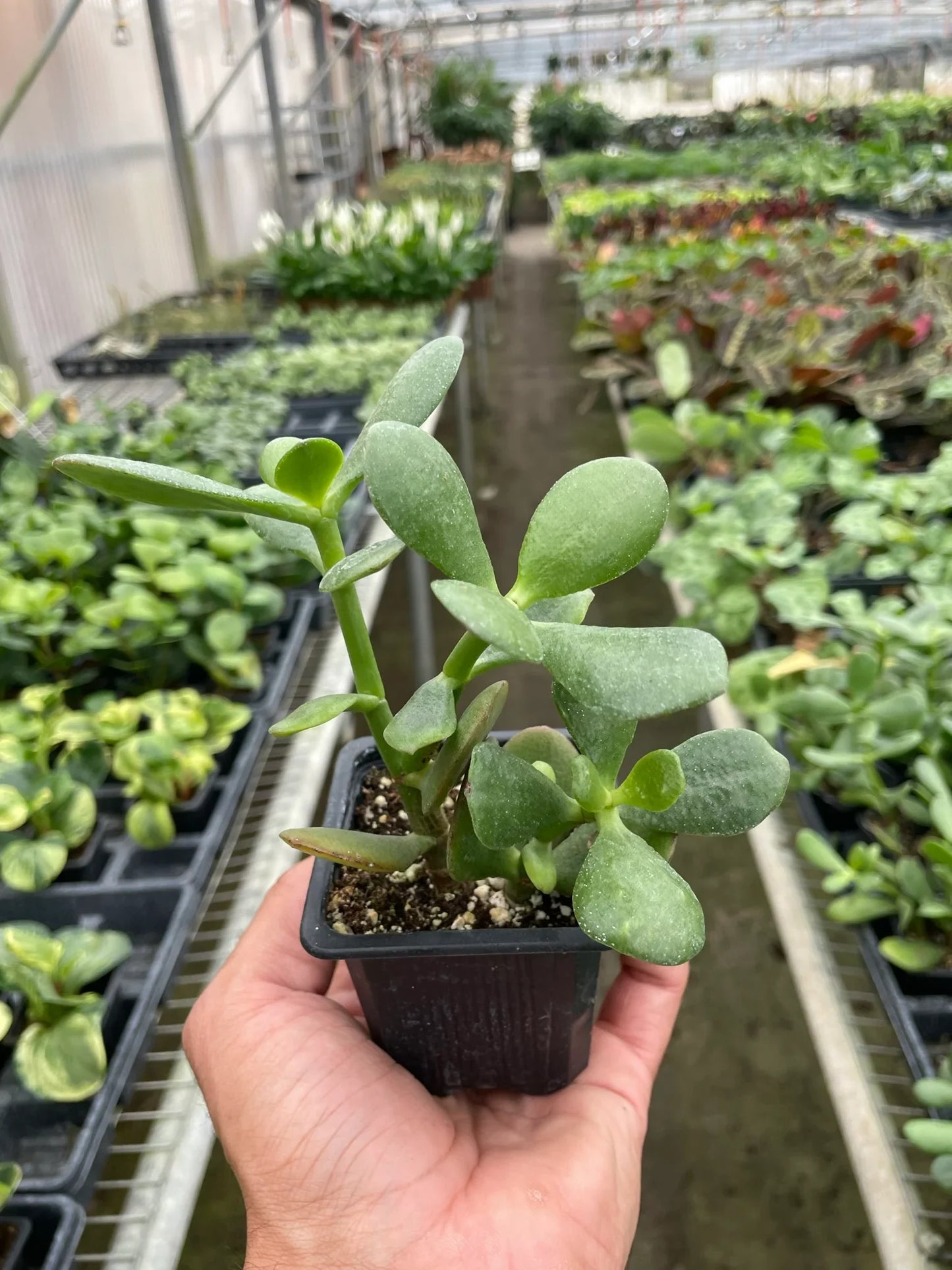 Succulent Crassula 'Jade' - Fortune Verde: Evergreen Money Plant with Unique Green Leaves and Starry Blooms