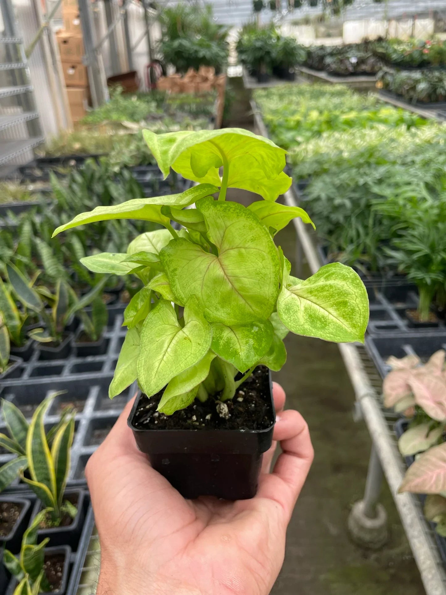 Syngonium Gold - 4" Pot: The Golden Goosefoot Glow - Vibrant Yellow Heart-Shaped Leaves