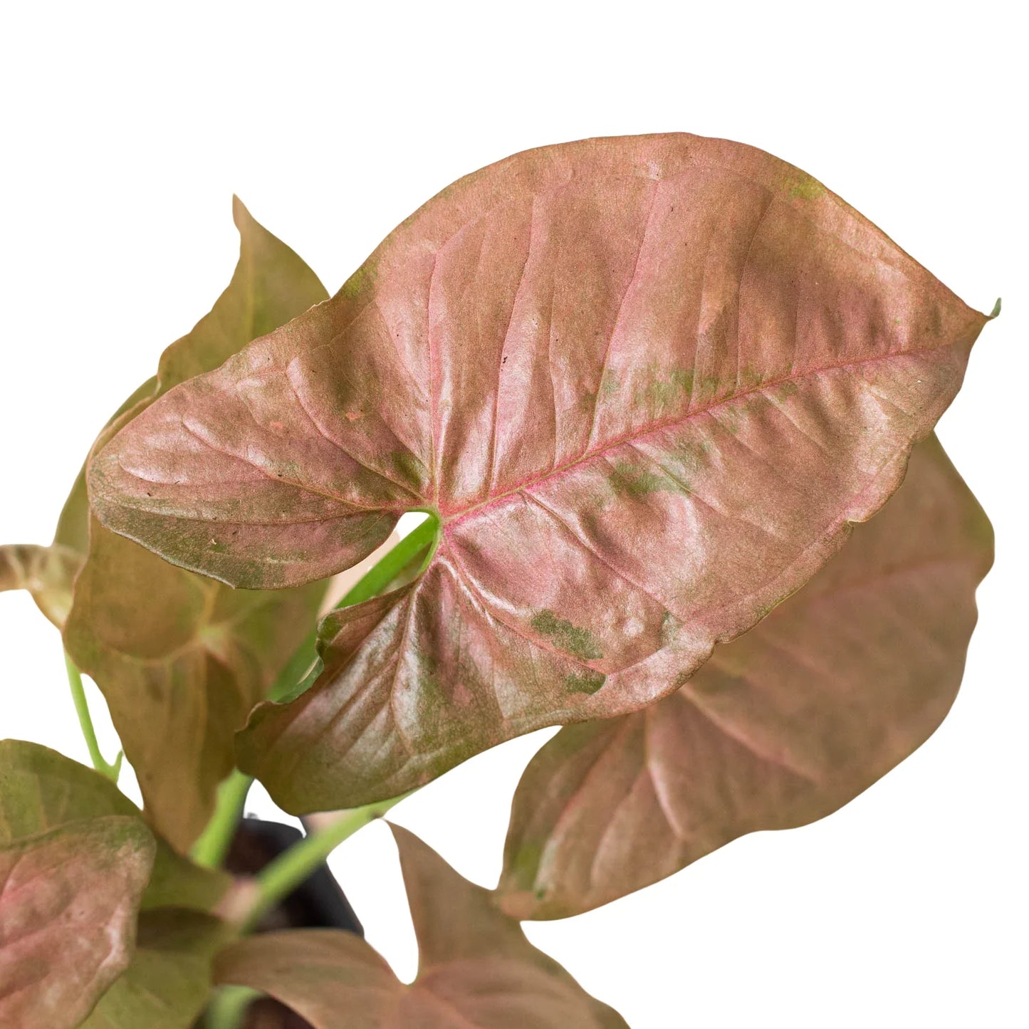 Syngonium Strawberry - Berry Bliss Baby: Vibrant Pink-Red Goosefoot Plant