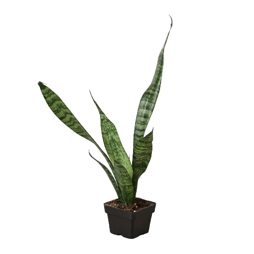 Snake Plant 'Zeylanica' - The Indestructible Green Guardian: Air-Purifying, Low Maintenance Houseplant