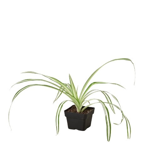 Spider Plant Reverse - Creepy Crawly Chic: Air-Purifying, Easy-Care Houseplant