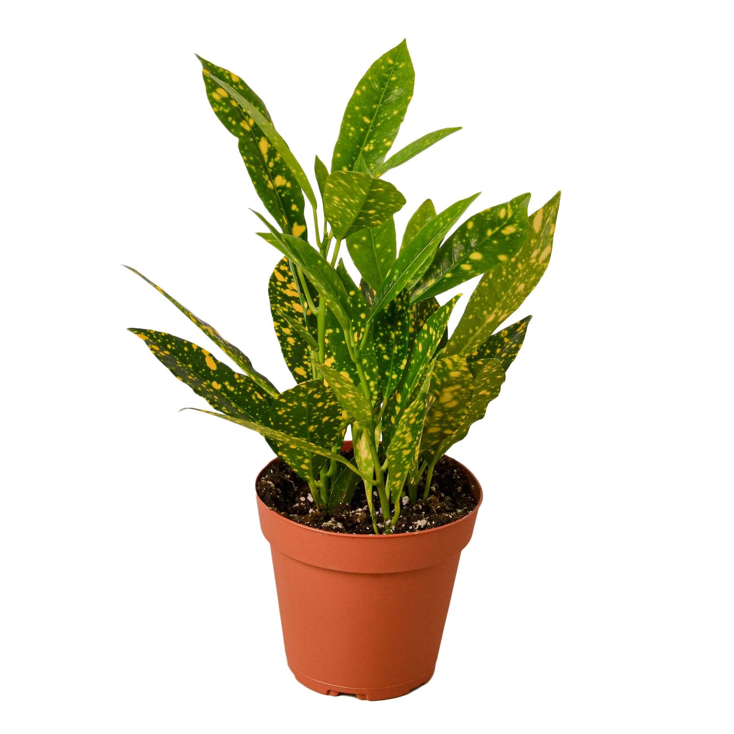 Croton 'Gold Dust' - Golden Confetti Party: Vibrant & Robust Houseplant with Speckled Leaves