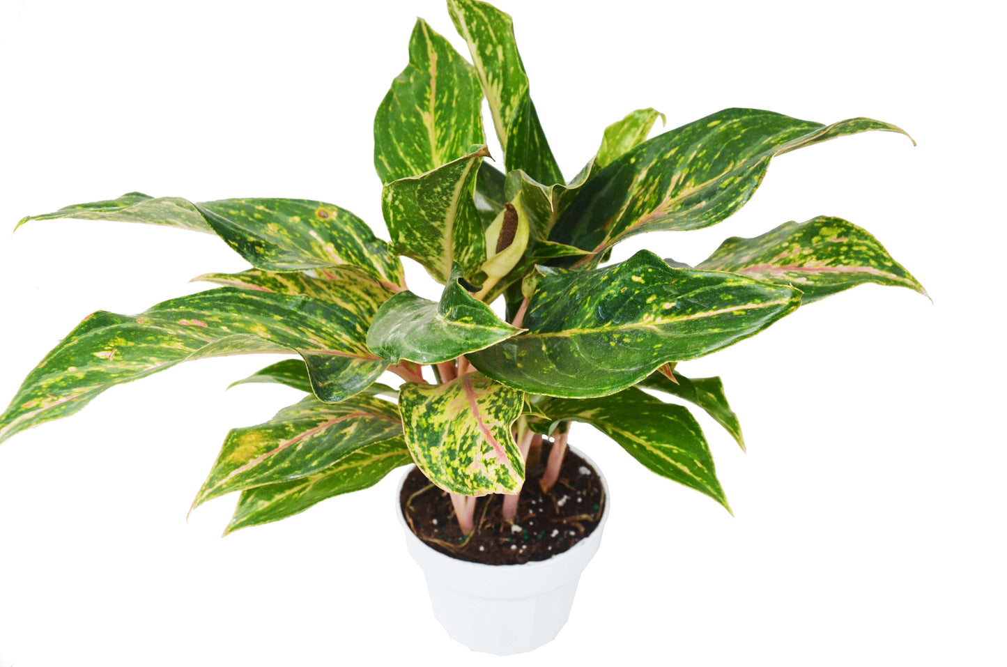 Chinese Evergreen 'Sparkling Sarah' - Sarah's Sparkle: Air-Purifying, Low Maintenance Houseplant in 6" Pot