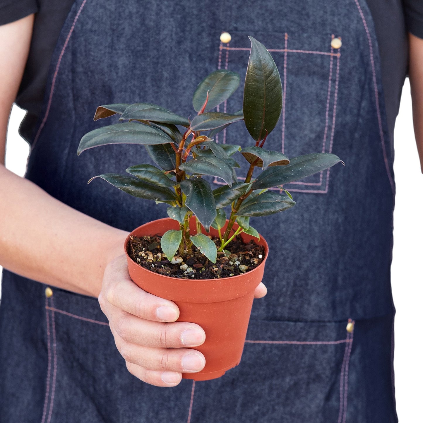 Ficus Elastica 'Burgundy' - Burgundy Bliss: Stunning Dark-Leafed Indoor Tree