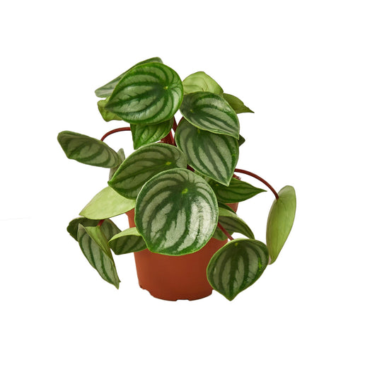 Peperomia Watermelon - Juice Box Jungle: Unique Foliage Houseplant