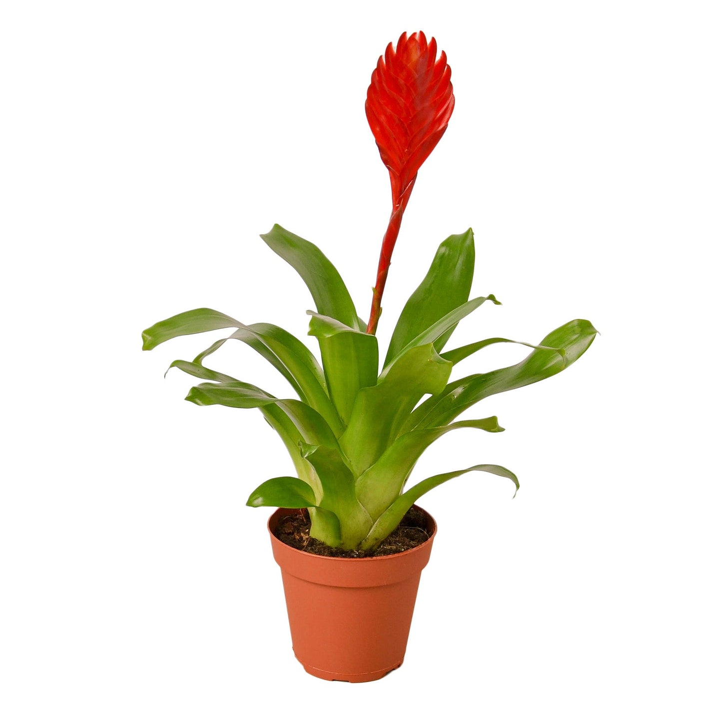 Bromeliad Christiane - Fire Dancer: Stunning Red-Blooming Houseplant, Low Light, Easy Care