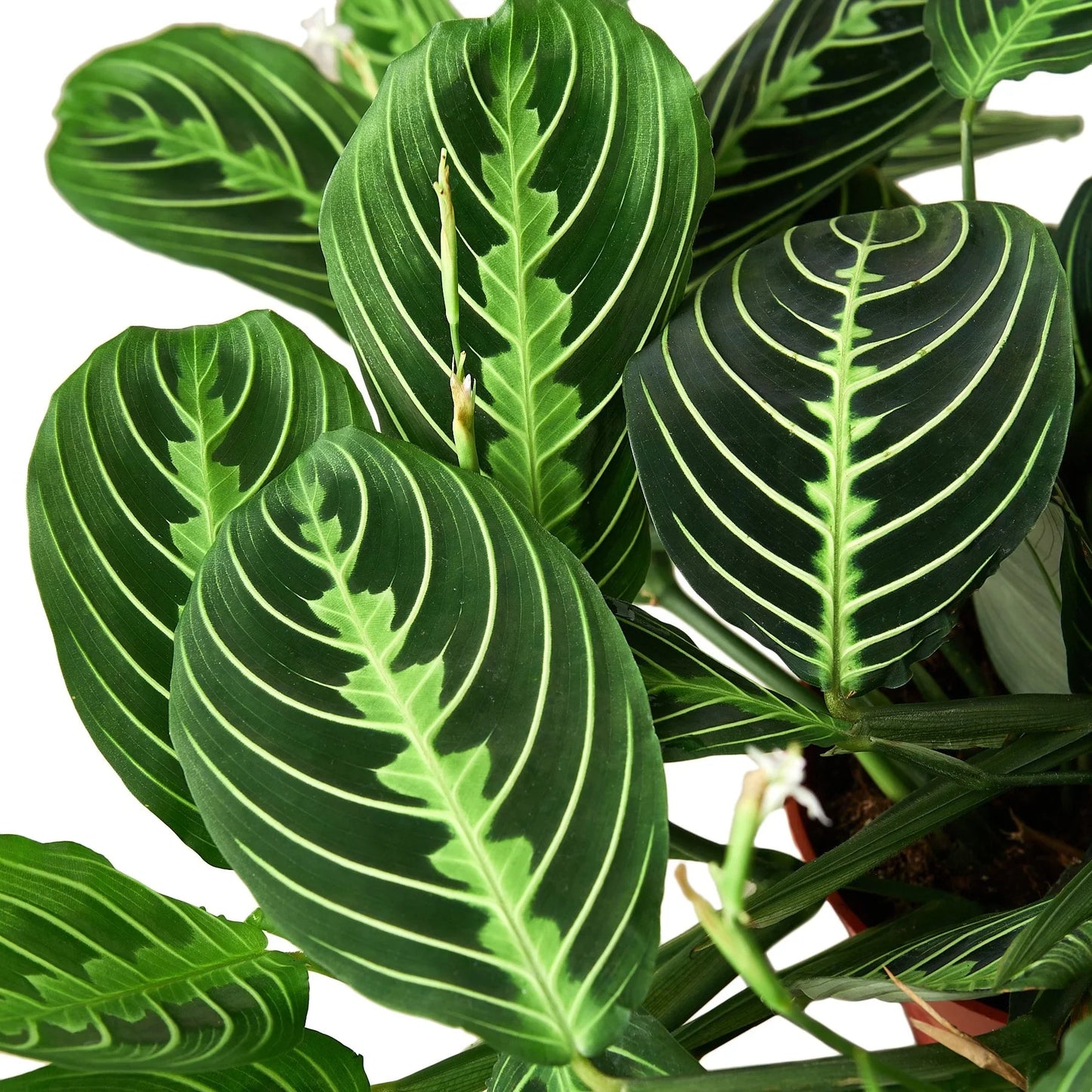 Lemon Lime Delight Maranta 'Lemon Lime' - Lime Time Charm: Vibrant Prayer Plant for Indoor Greenery, Easy Care with Striking Patterns