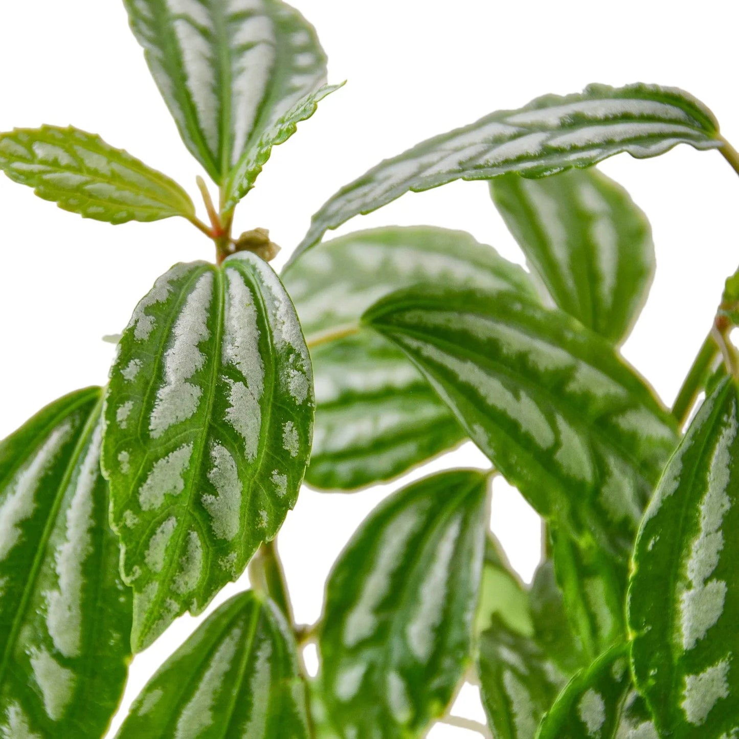 Pilea 'Aluminum' - Silver Streak: Decorative Herbaceous Perennial Houseplant