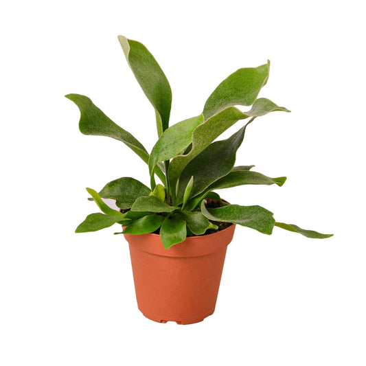 Staghorn Fern - The Horned Houseguest: Unique Indoor Plant for Low to Medium Light