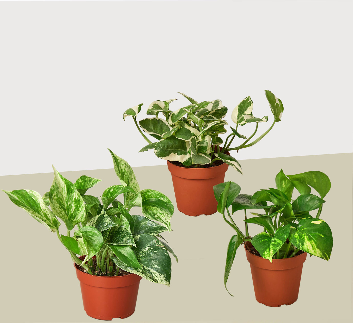 Triple Green Delight: 3 Pothos Variety Pack - 4" Pot Live Plants for Home and Garden, Air Purifying and Easy to Grow