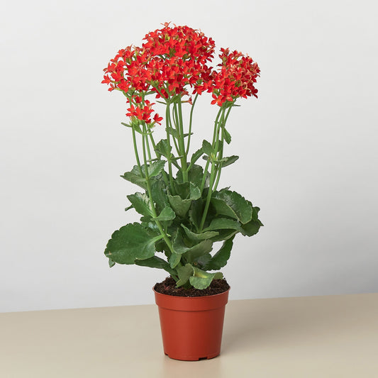 Red Kalanchoe 'Blossfeldiana' - Katy's Fiery Fanfare: Dazzling, Easy-Care Succulent for Home and Office, 4" Pot