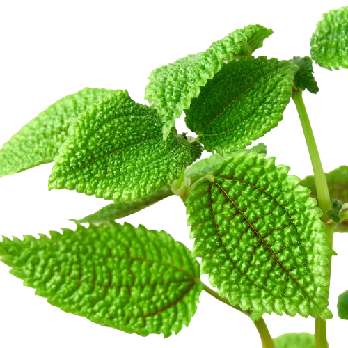 Pilea 'Moon Valley' - Lunar Leaf Bliss: Unique Textured Houseplant in 4" Pot