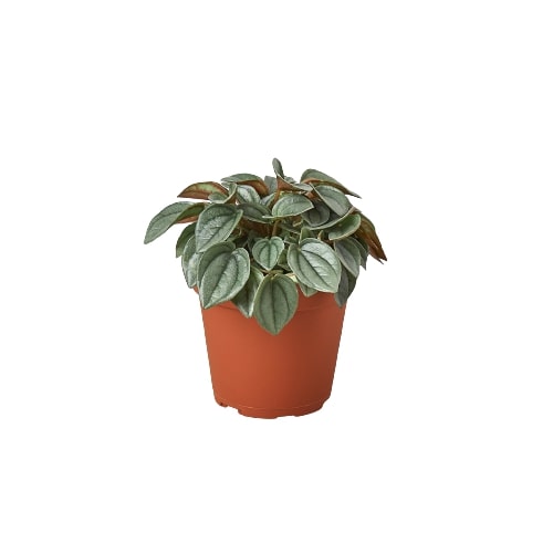 Peperomia 'Napoli Nights' - 4" Pot: Napoli Knight in Shining Armor, Compact Easy-Care Radiator Plant