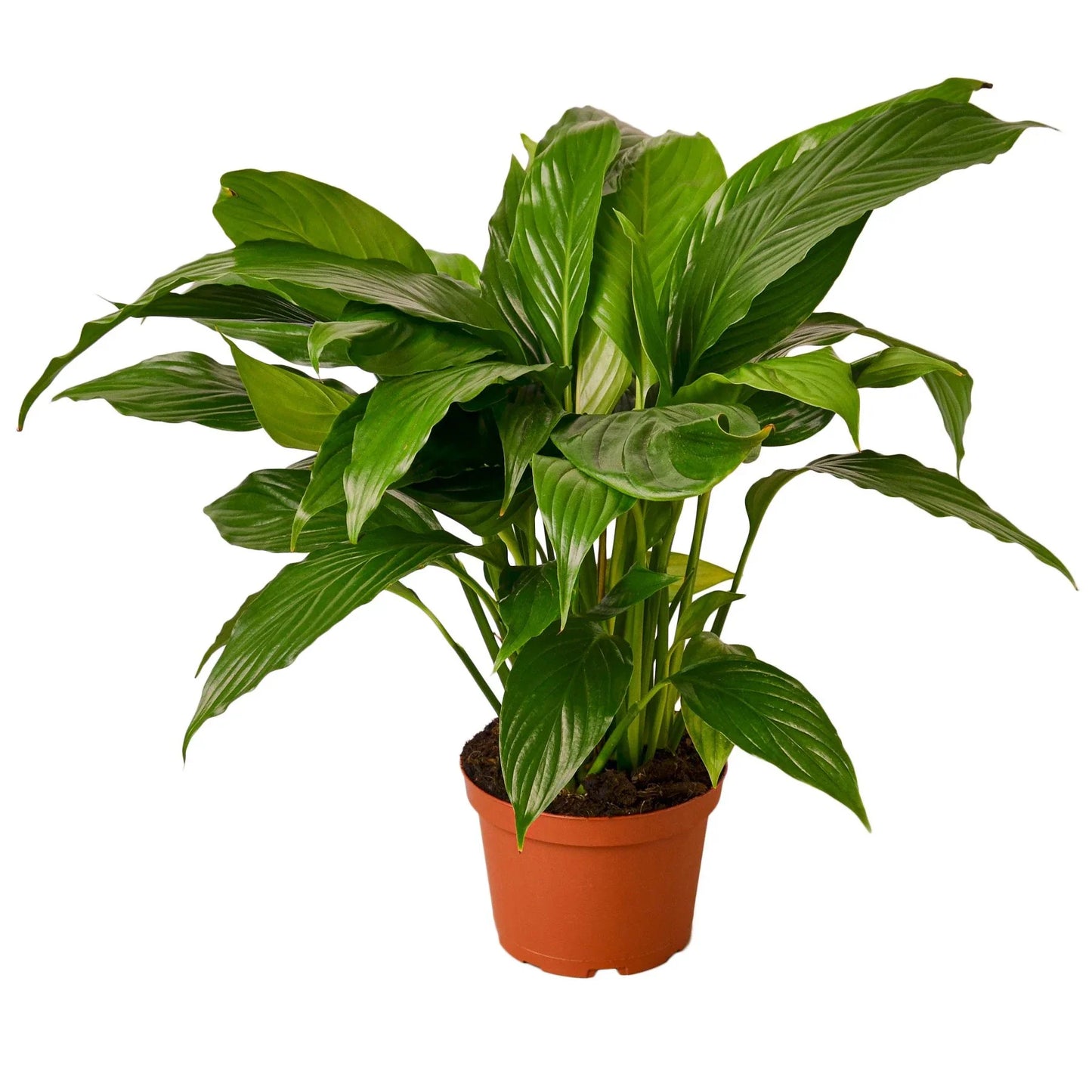 The Peace Lily - Easy Care, Air-Purifying Indoor Plant with Stunning Flowers