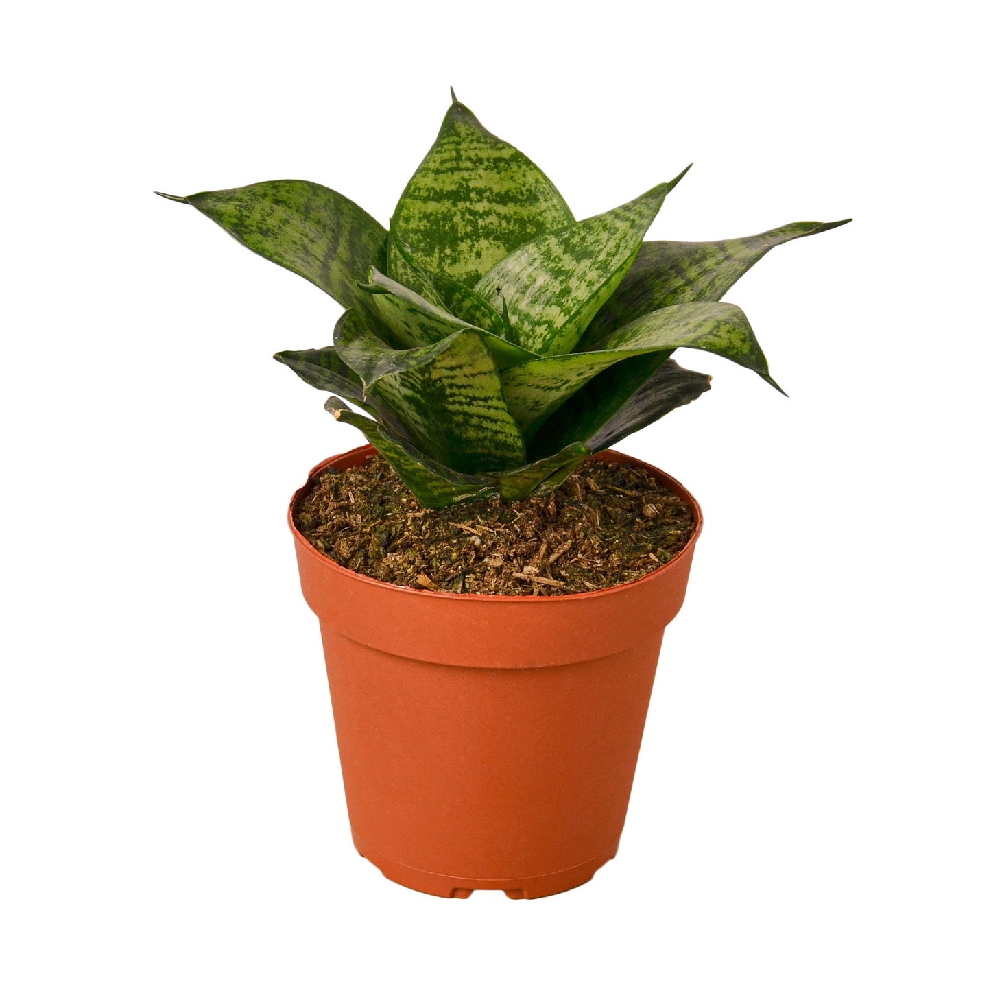 Snake Plant Black Robusta - The Indestructible: Air-Purifying, Drought-Tolerant Houseplant