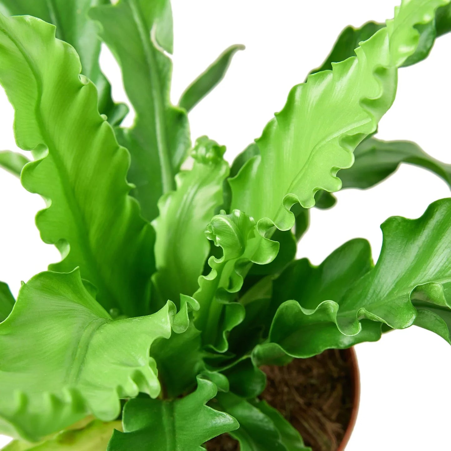 Bird’s Nest 'Victoria' Fern - Victoria's Secret Fern: Tropical Easy-Care Houseplant