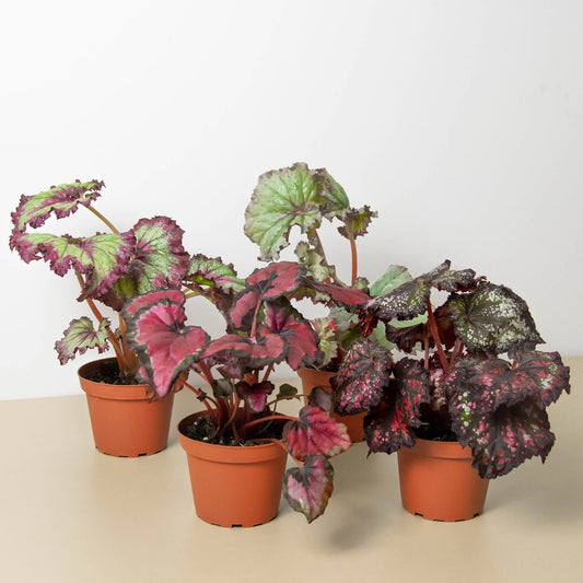 Begonia 'Rex' 4 Pack Variety - Foliage Fiesta: Colorful, Easy-to-Grow Indoor Houseplant