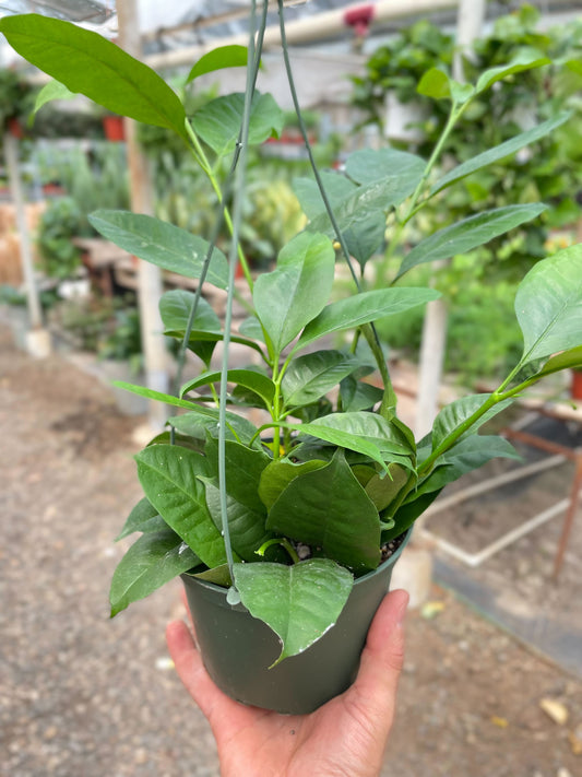 Hoya 'Shooting Star' - Star Light, Star Bright: Easy-Grow, Evergreen Flowering Houseplant