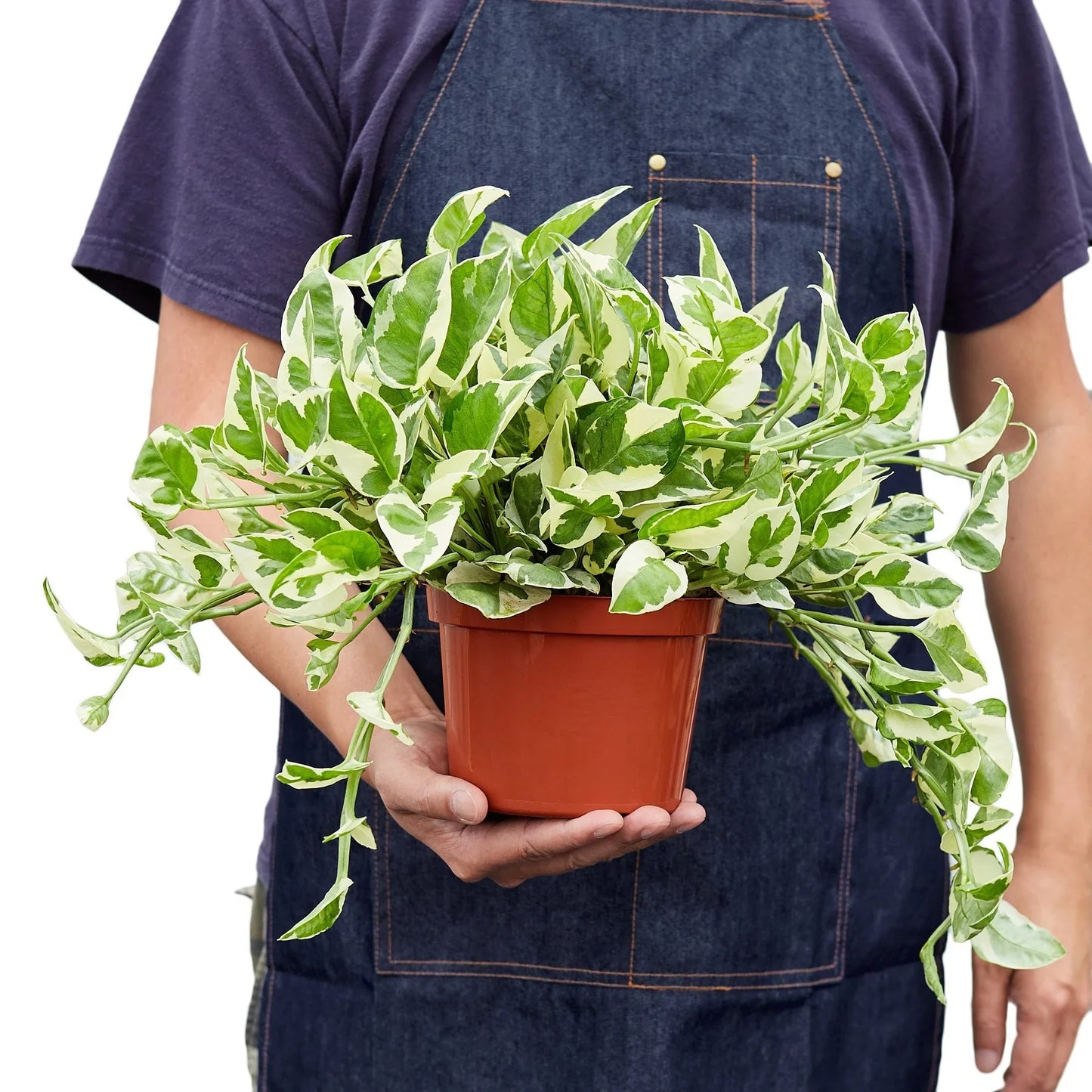 Pothos 'N'joy' - N'Joy the Climb: Air-Purifying Vine Houseplant with Variegated Leaves