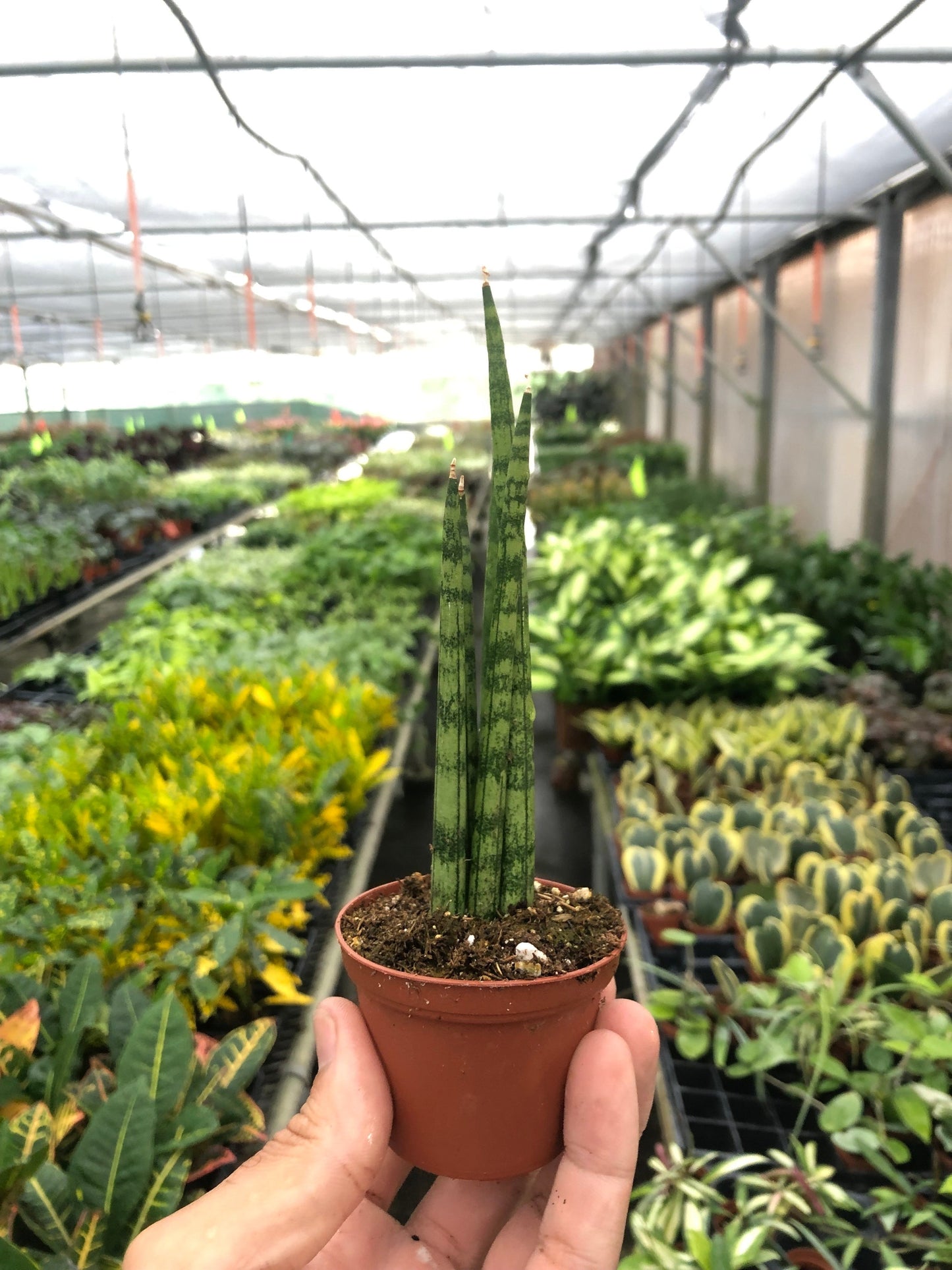 Snake Plant Cylindrica - Spirals of Serenity: Air-Purifying Drought-Tolerant Houseplant